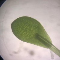 Spirodela punctata (G.Mey.) C.H.Thomps.